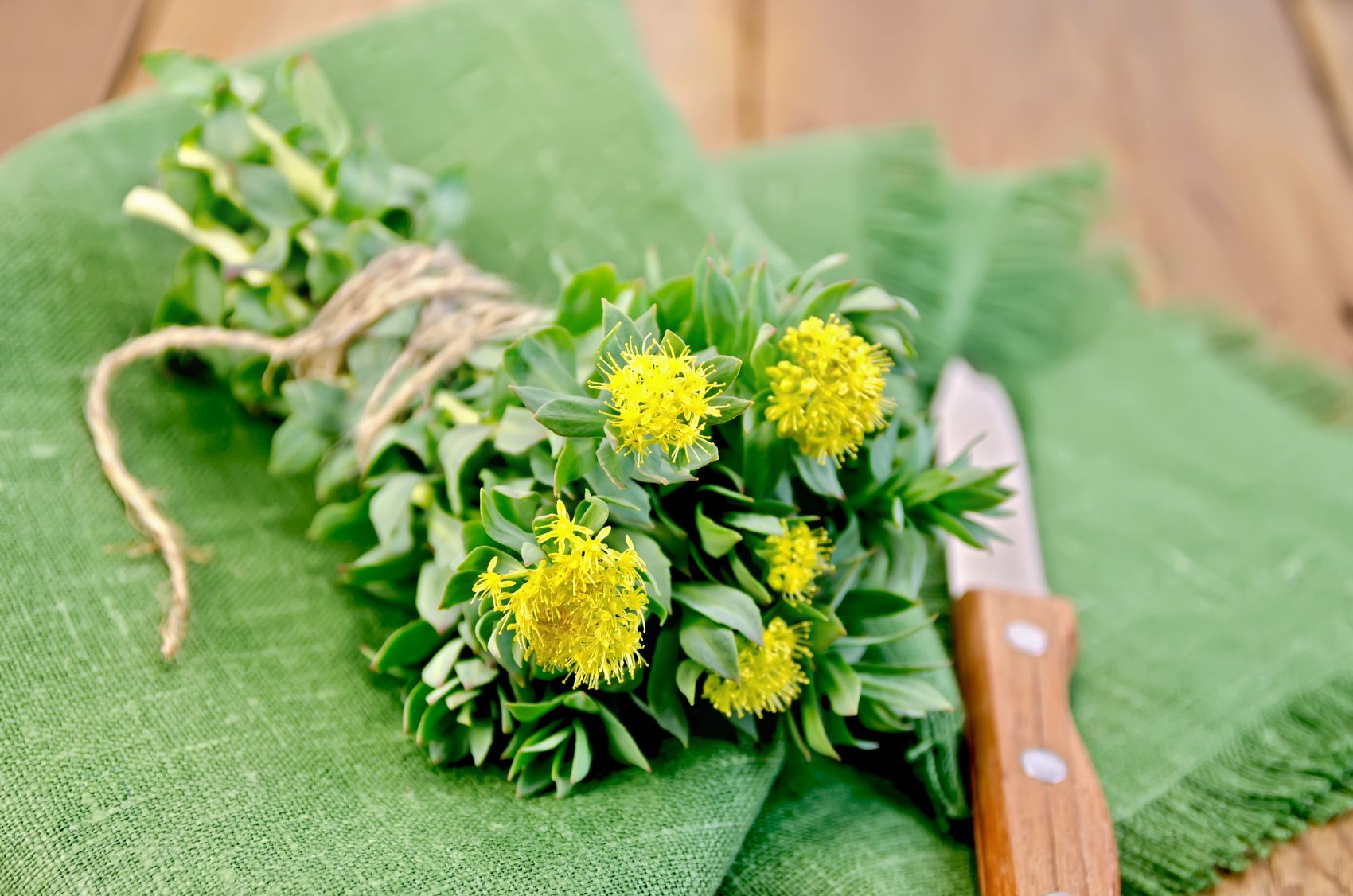 Rhodiola: supplementation, properties Rhodiola: supplementation, properties